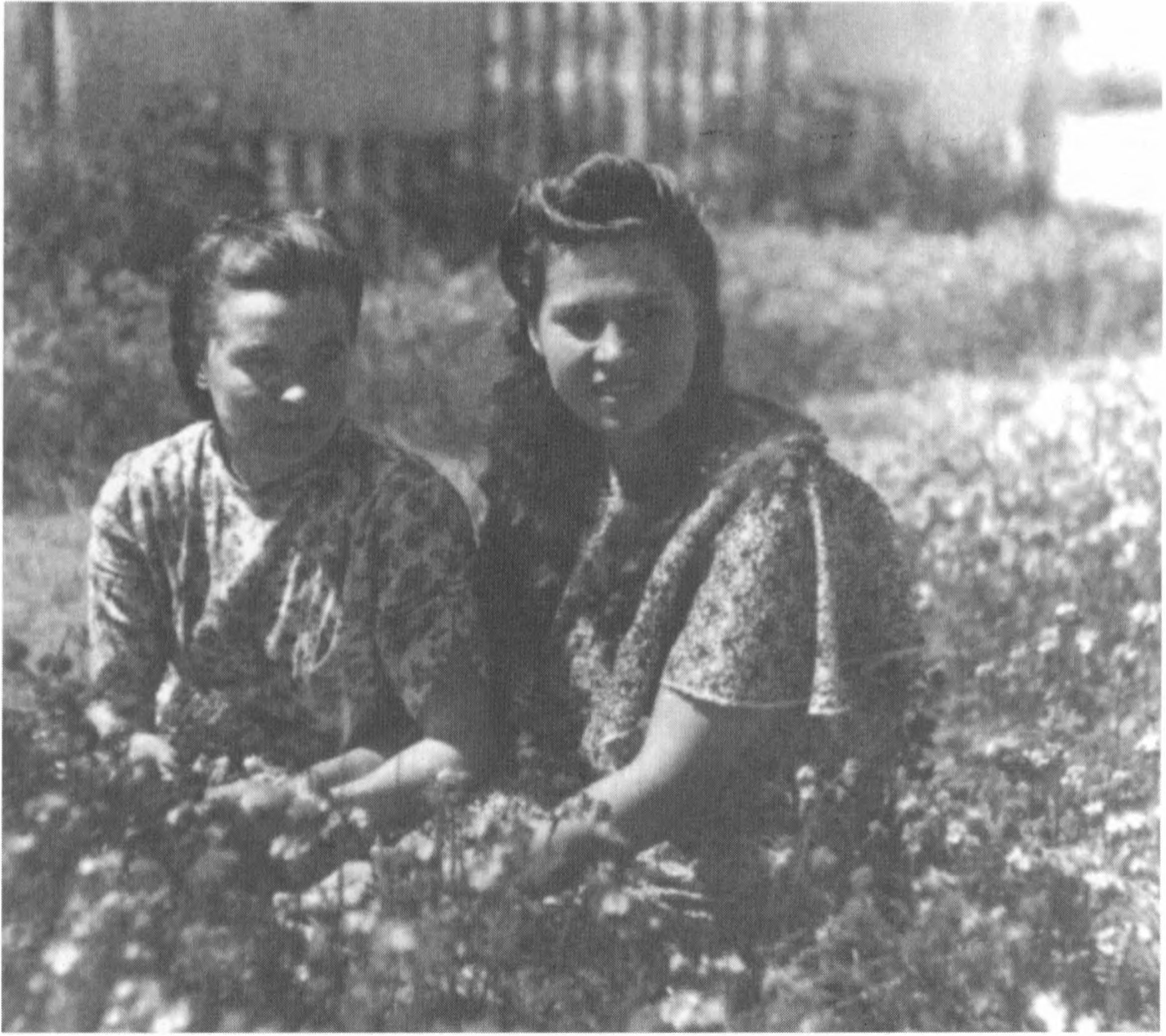 Anelė Sidaraitė-Tarbūnienė-Drebulė, „D. K.” apyg. „Perkūno” būrio ryšininkė, ir Salomėja Piliponytė-Rūta, „Perkūno” būrio partizanė.